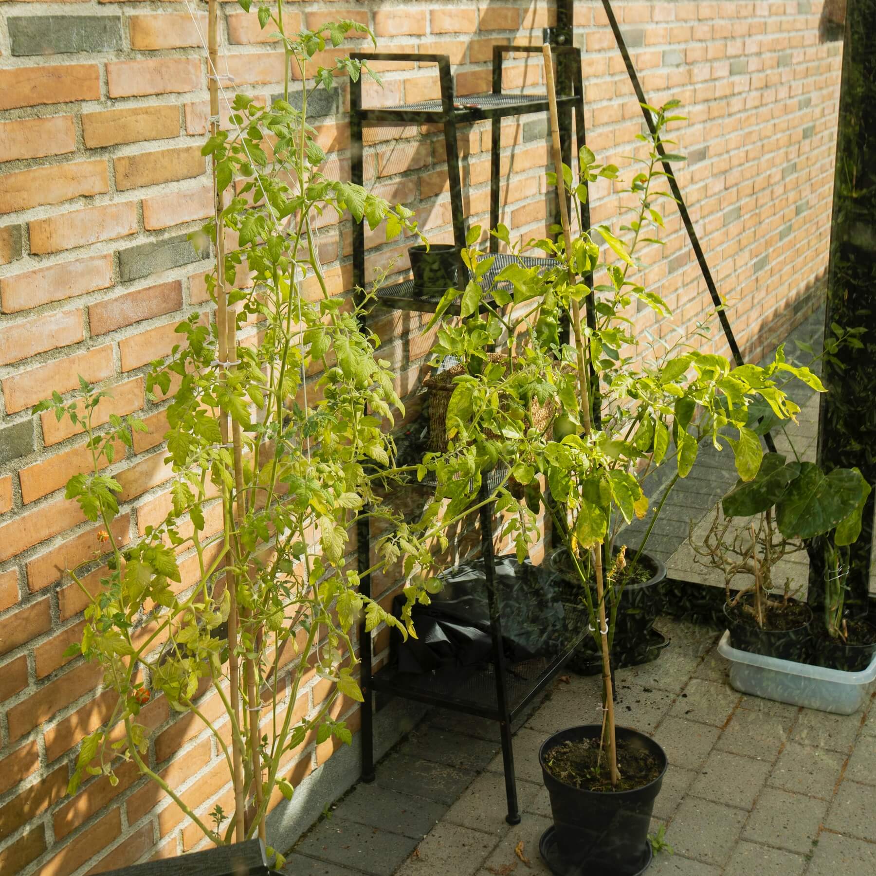 Vægdrivhus Royale 9.6 M² - Image 6
