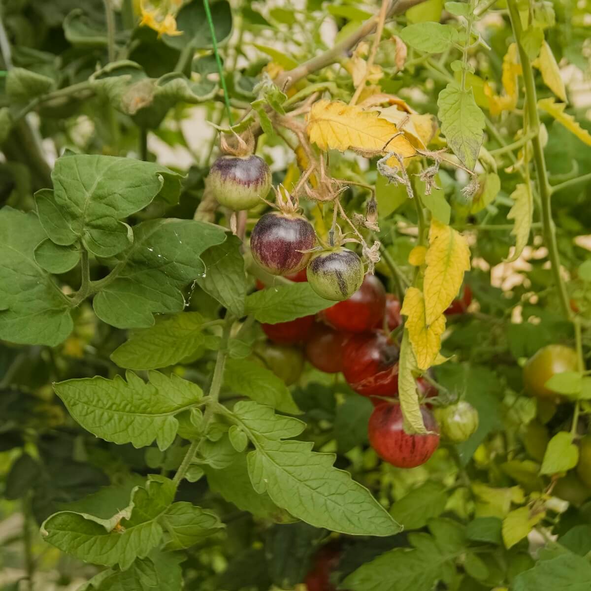 Drivhus Solid 12.5 M² - Image 4